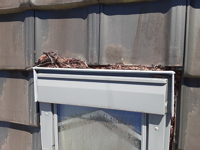 隙間には枯葉がたくさん